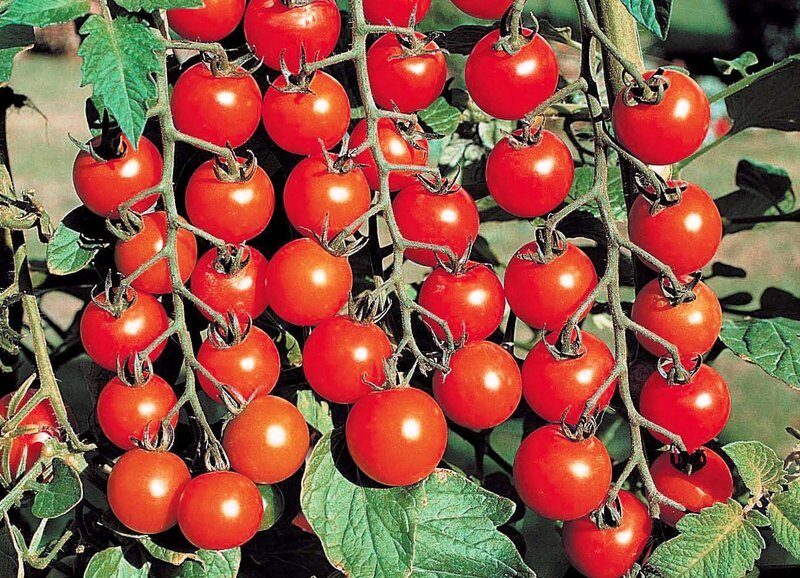 Лучшие низкорослые сорта помидоров черри для открытого грунта