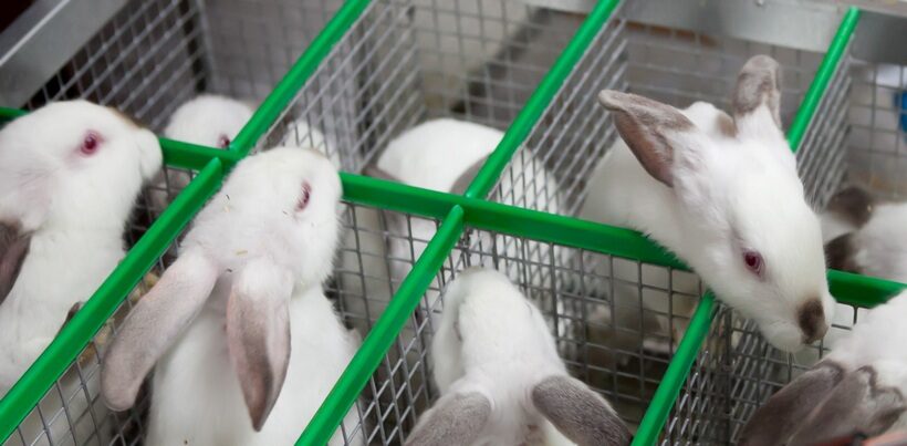 Бизнес план по разведению кроликов с расчетами