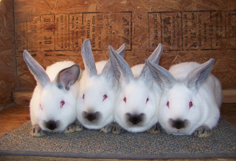 Бизнес план по разведению кроликов с расчетами