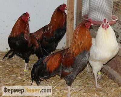 Как ощипать курицу вручную в домашних условиях: сухой и горячий способ, приспособления