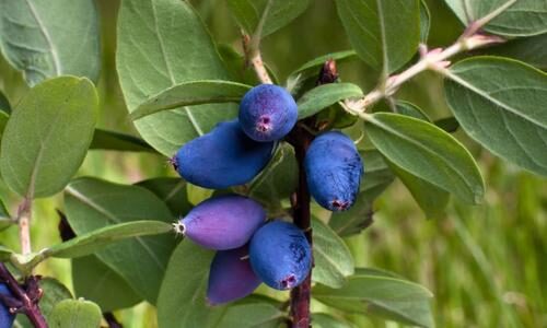 fresh-blue-berries-honeysuckle-on-the-branch