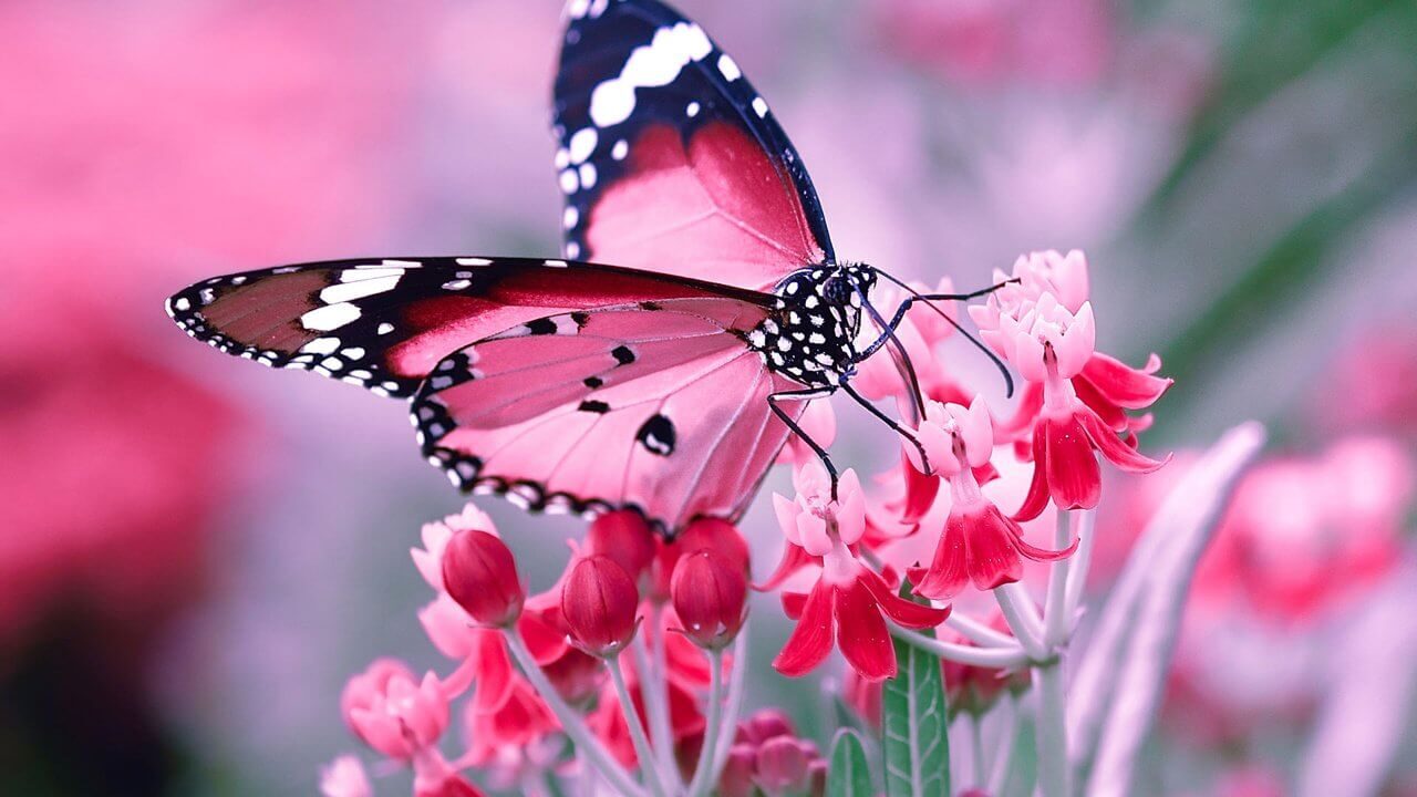 К чему снятся бабочки цветные, красивые - сонник. Видеть много бабочек во сне