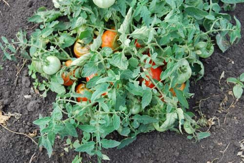 Помидоры монгольский карлик - как вырастить томаты на огороде