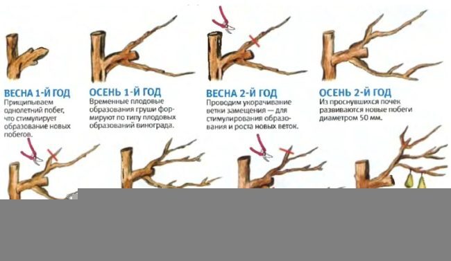 Схема обрезки веток груши с весны первого года до осени четвертого года жизни