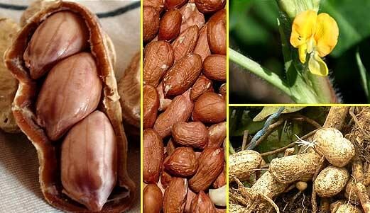 Арахис бизнес – бизнес-план выращивания арахиса с расчетами