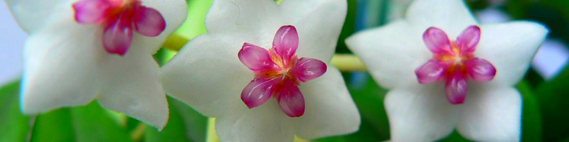 Цветок хоя – ароматная домашняя лиана