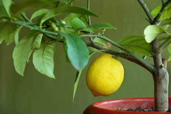 Как растет лимон в домашних условиях