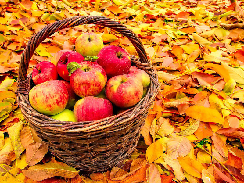 Осенний уход за яблонями от вредителей
