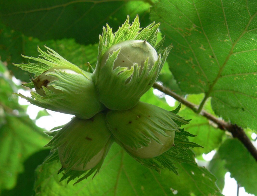 Лещина - не только вкусные лесные орехи. О чём ещё знали наши предки?