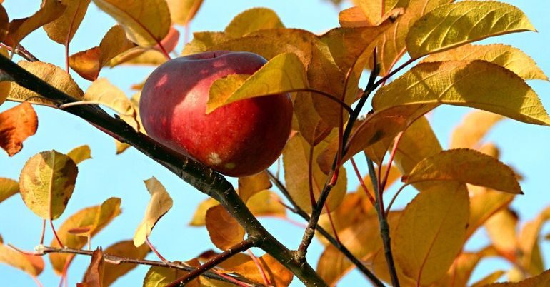 Как ухаживать за яблоней