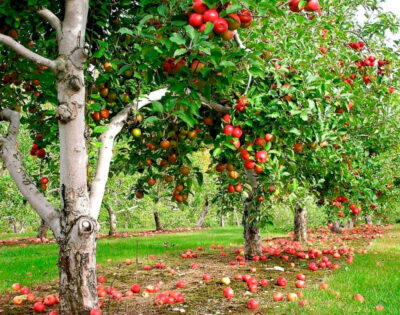 Осенний уход за яблонями от вредителей
