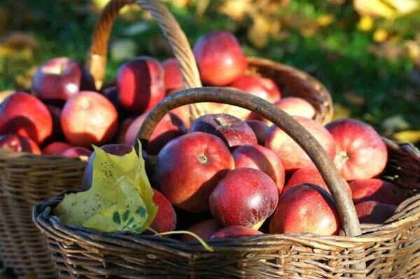Моченые яблоки: польза и вред для здоровья