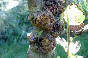 Морозные повреждения плодовых деревьев и их лечение