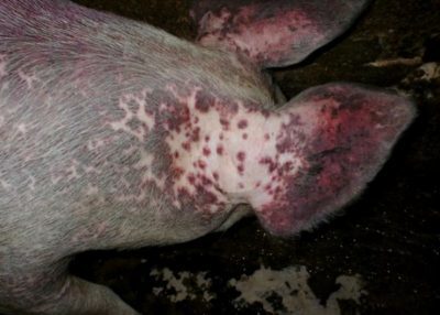 Рожа у свиней: симптомы и лечение в домашних условиях, можно ли есть мясо больного животного