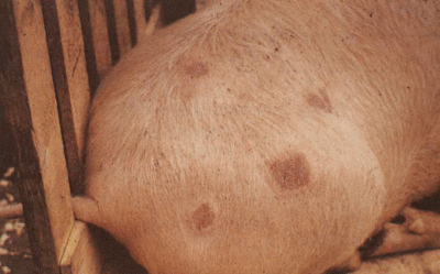 Рожа у свиней: симптомы и лечение в домашних условиях, можно ли есть мясо больного животного