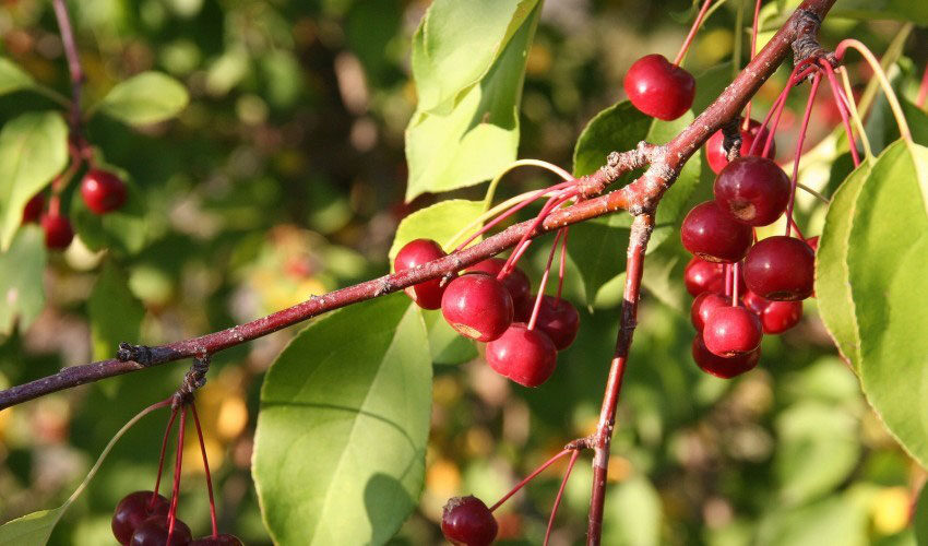 Описание и размножение вишни сорта Бессея правила посадки и ухода