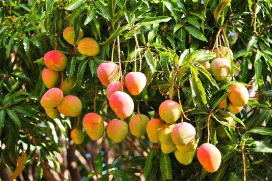 домашний манго будет плодоносить или нет