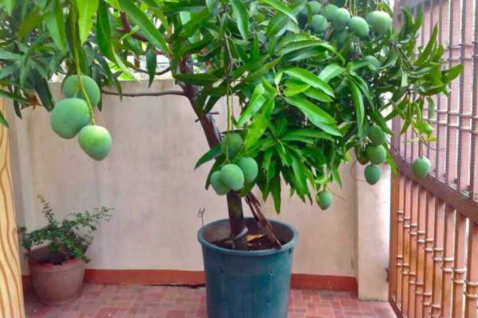 как вырастить манго из косточки