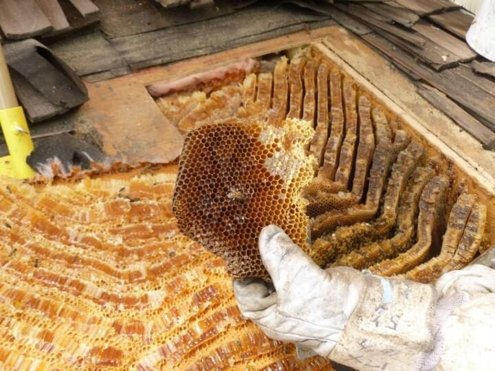 Методы борьбы с пчелами