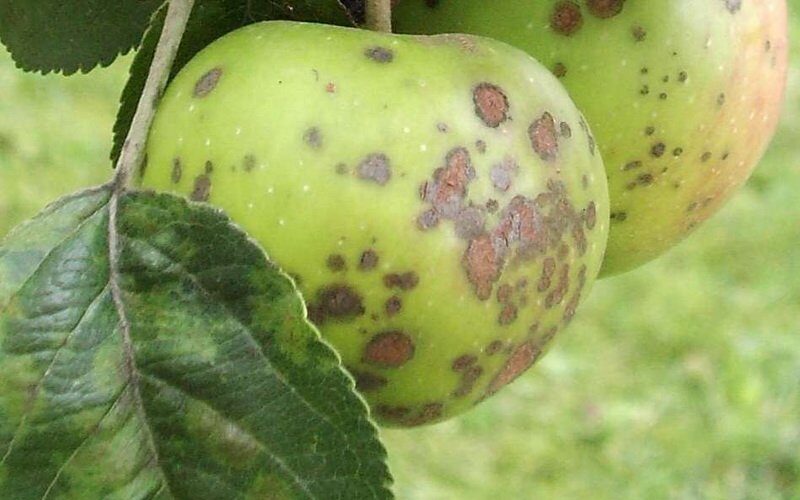 Болезни ствола яблонь: их признаки и лечение (с фото) фото