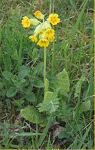 Gulden sleutelbloem (Primula veris).jpg