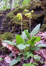 Primula veris cm01.jpg