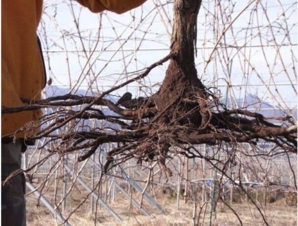 Когда и как можно пересадить куст винограда на другое место