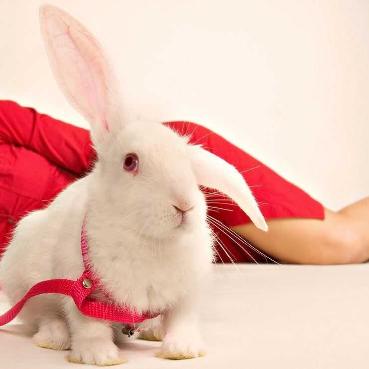Породы кроликов - какую выбрать, лучшие неприхотливые, мясные, декоративные породы