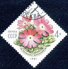 Primula minima (Первоцвет маленький) на почтовой марке СССР, 1981 год