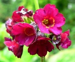 Primula anisodora