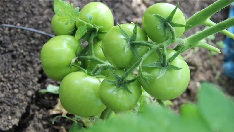 Почему помидоры в теплице посинели