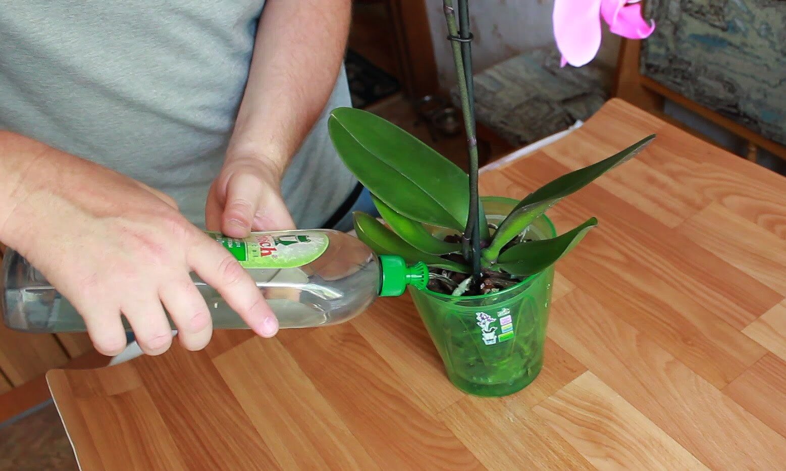 Орхидея Цимбидиум: выращивание и уход