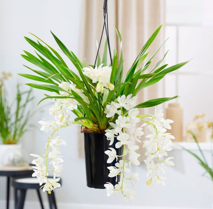 Орхидея Цимбидиум: выращивание и уход