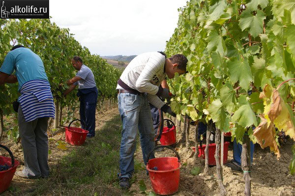 Сбор винограда на плантациях