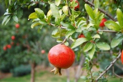 red-pomegranate-fruit-on-the-tree-in-leaves