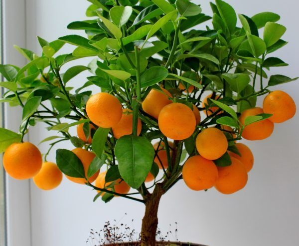 Апельсиновое дерево дома уход