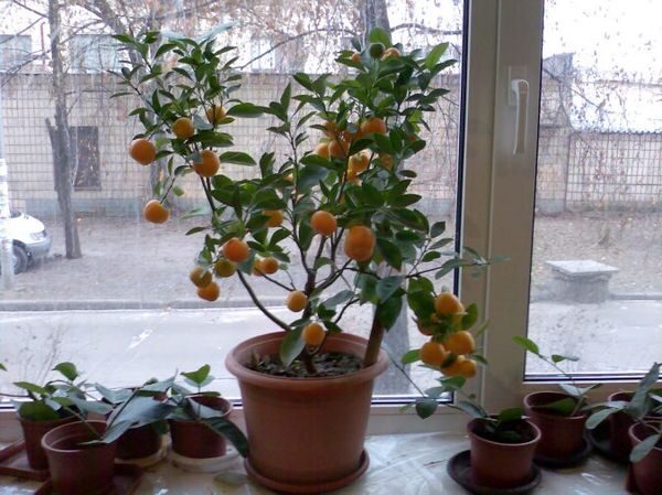 apelsin_02