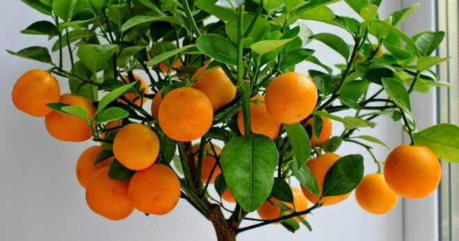 Апельсиновое дерево дома уход