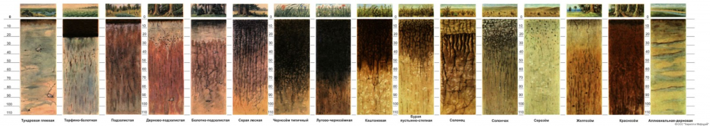 Перечислить почвы с севера на юг. Почвенные профили разных типов почв. Основные типы почв России. Основные типы почв Росси. Почвенные профили почв России.