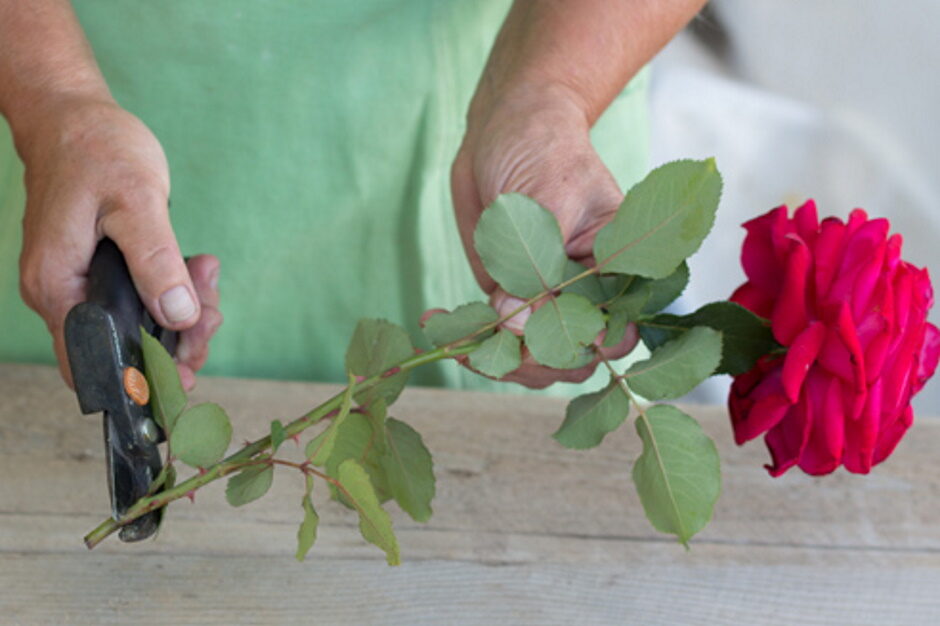 Как посадить черенок розы из букета