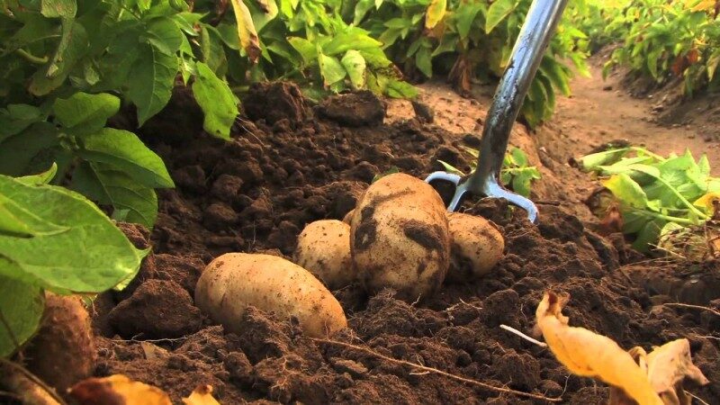 Известкование почвы под картофель осенью