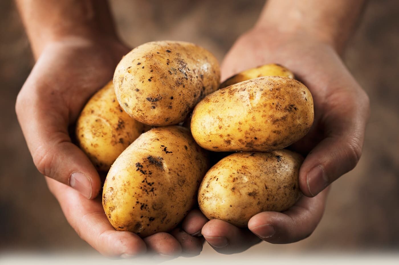Противоречивый картофель: все о пользе и вреде любимого овоща