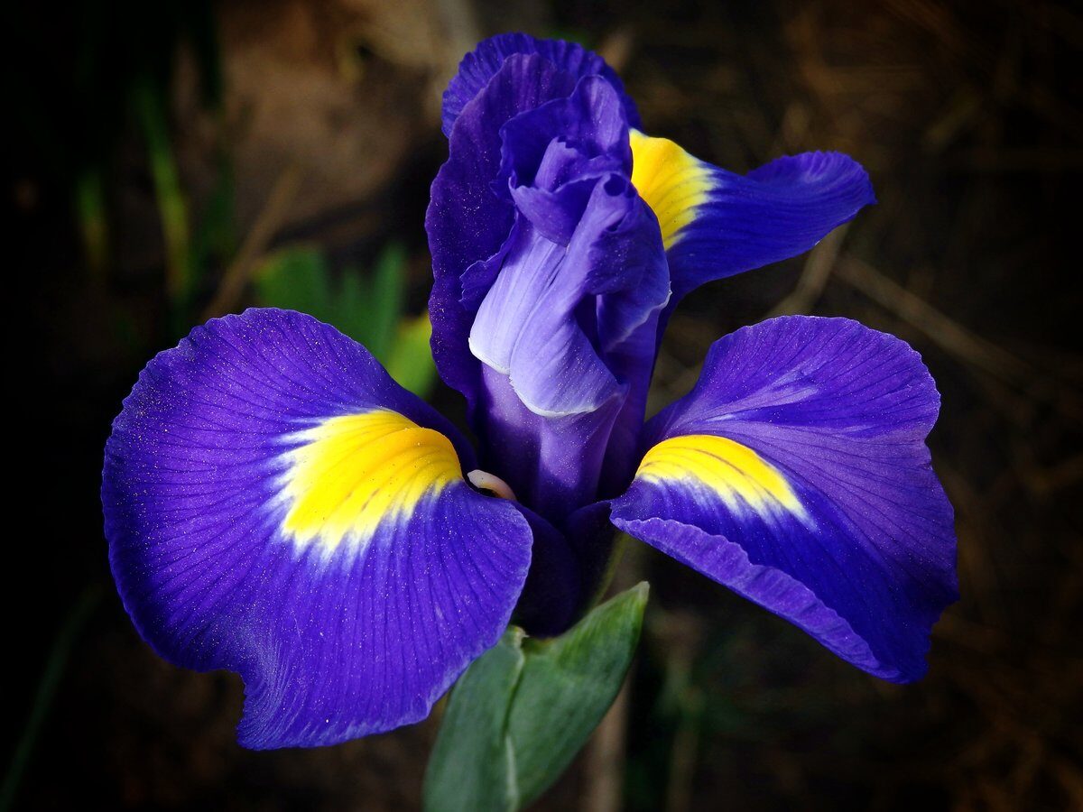 ris-1-cvetenie-irisa