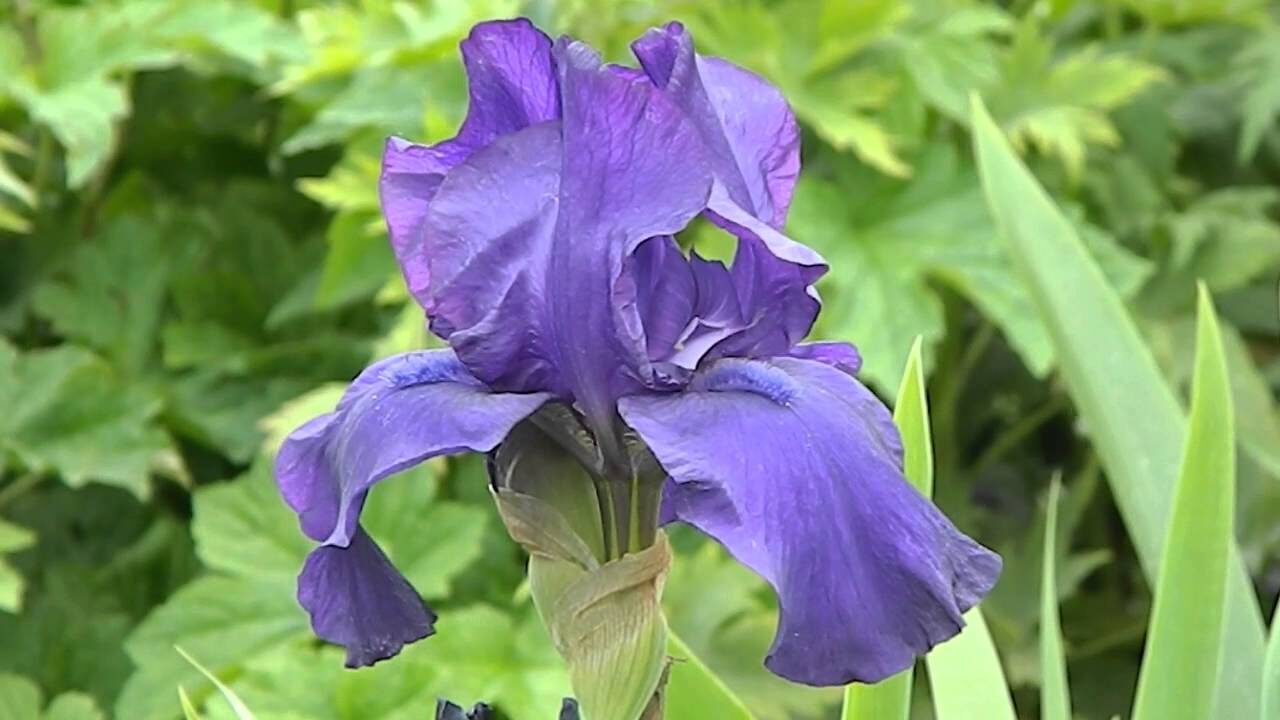 Ирис цветок — виды декоративных растений