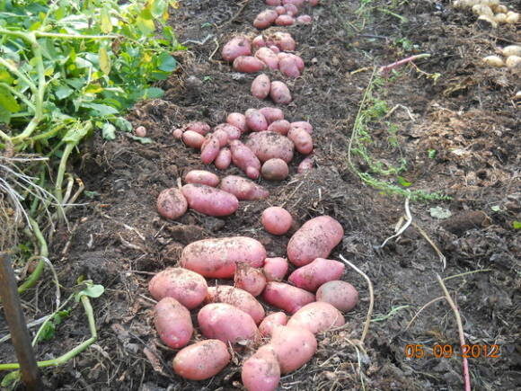 Картофель по непаханному огороду