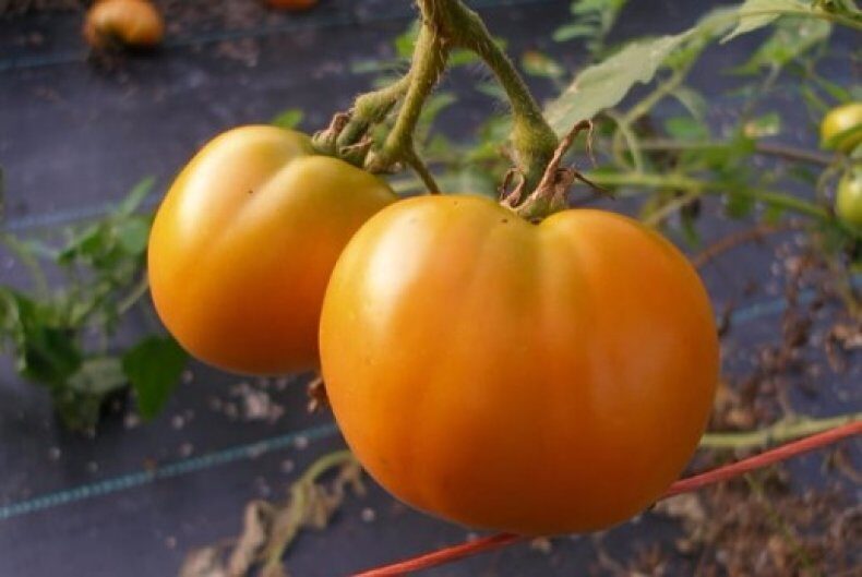 Отечественный крупноплодный сорт помидоров Оранжевый гигант