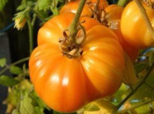 Отечественный крупноплодный сорт помидоров Оранжевый гигант