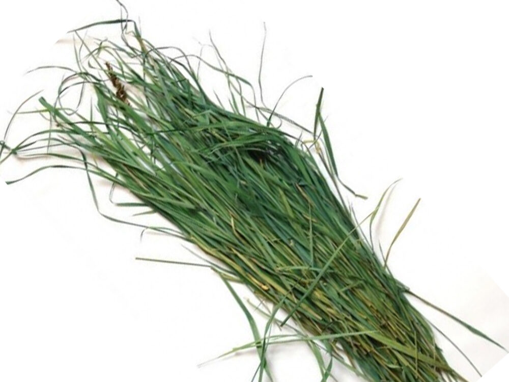 Трава Зубровка: полезные свойства и вред, применение и выращивание