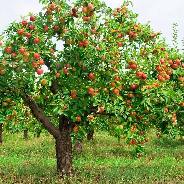 Как пересадить взрослую яблоню на новое место