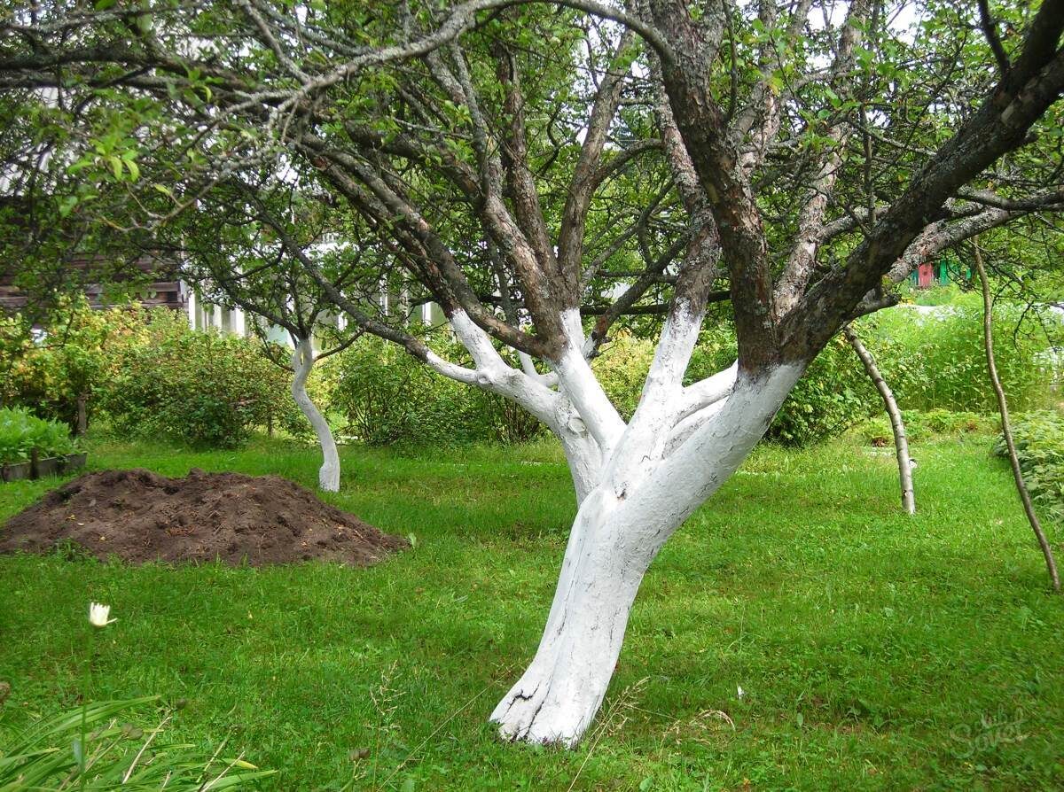 Побелка плодовых деревьев: когда и чем белить сад осенью и весной